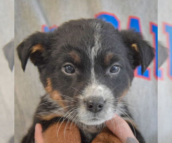 Medium Photo #6 Mutt Puppy For Sale in Huntley, IL, USA