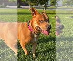 Small #1 Staffordshire Bull Terrier Mix