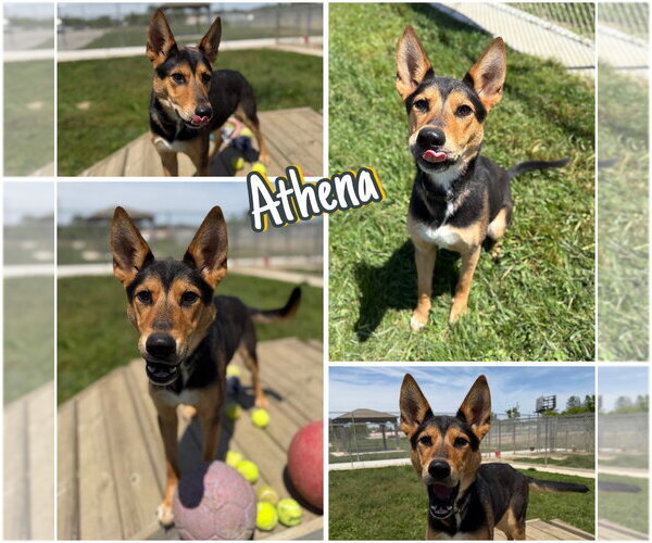 Medium Photo #5 German Shepherd Dog Puppy For Sale in Pierceton , IN, USA