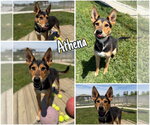 Small #4 German Shepherd Dog