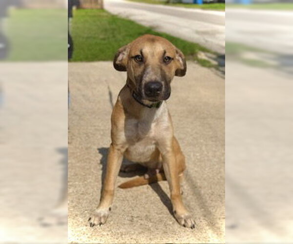 Medium Photo #1 Great Dane-Unknown Mix Puppy For Sale in Pleasanton, TX, USA