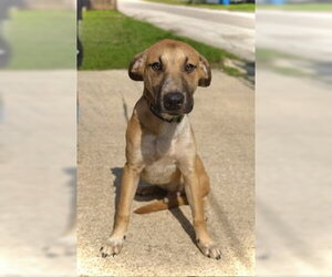 Great Dane-Unknown Mix Dogs for adoption in Pleasanton, TX, USA