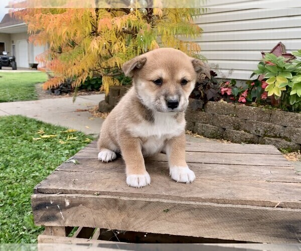 View Ad: Jack Russell Terrier-Shiba Inu Mix Puppy for Sale near Ohio