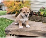 Small Jack Russell Terrier-Shiba Inu Mix