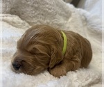 Small #9 Goldendoodle
