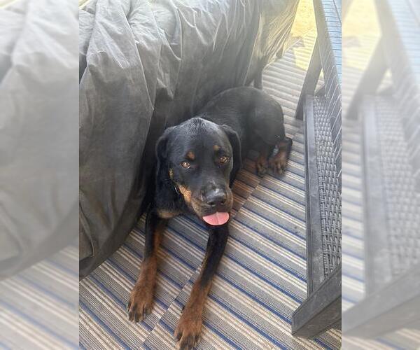 Medium Photo #1 Rottweiler Puppy For Sale in Camarillo, CA, USA