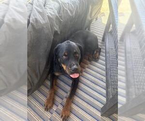 Rottweiler Dogs for adoption in Camarillo, CA, USA