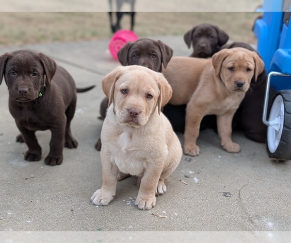 Medium Photo #1 Labrador Retriever Puppy For Sale in ERWIN, NC, USA