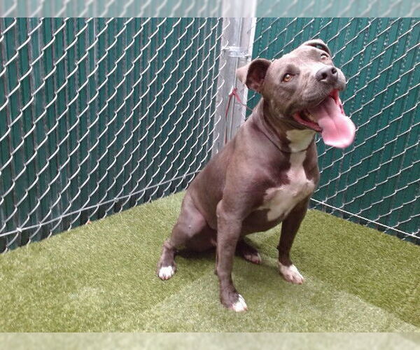 Medium Photo #1 American Pit Bull Terrier-Unknown Mix Puppy For Sale in Downey, CA, USA