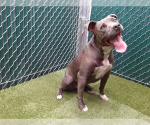 Medium American Pit Bull Terrier Mix
