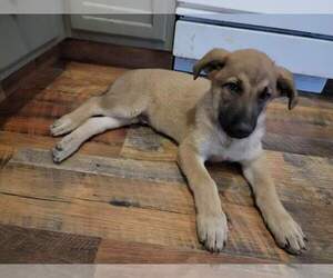 Malinois Puppy for sale in GREELEY, CO, USA