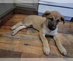 Small Photo #1 Malinois Puppy For Sale in GREELEY, CO, USA