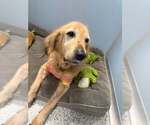 Honey 1552 - Female Golden Retriever Dog for Adoption - Small photo
