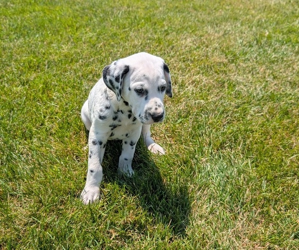 Medium Photo #59 Dalmatian Puppy For Sale in GOSHEN, IN, USA