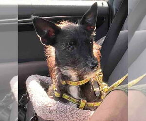 Mutt Dogs for adoption in Penngrove, CA, USA