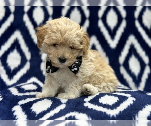 Medium Photo #4 Poovanese Puppy For Sale in LAKELAND, FL, USA