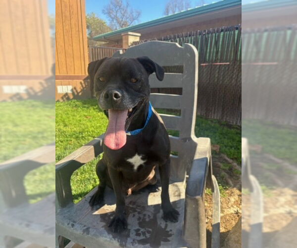 Medium Photo #2 Boxer Puppy For Sale in Riverside, CA, USA