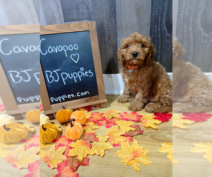 Cavapoo Puppy for sale in NOVI, MI, USA