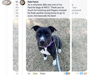 BILLY #2 - Male American Pit Bull Terrier-Unknown Mix Dog for Adoption - Photo #3