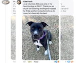 Small Photo #3 American Pit Bull Terrier-Unknown Mix Puppy For Sale in Chandler, AZ, USA