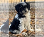 Image preview for Ad Listing. Nickname: Pepper