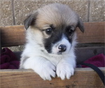 Small Photo #6 Pembroke Welsh Corgi Puppy For Sale in REDDING, CA, USA