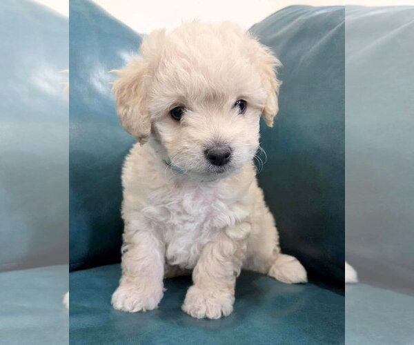 Medium Photo #1 Maltipoo (Miniature) Puppy For Sale in Corona, CA, USA