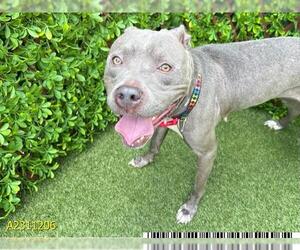 American Pit Bull Terrier Dogs for adoption in West Palm Beach, FL, USA