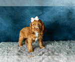 Puppy Stormi Cocker Spaniel