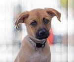 Small #2 Chihuahua Mix