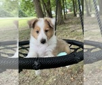 Puppy Mark Shetland Sheepdog