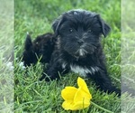 Small #4 Morkie