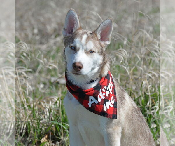 Medium Photo #4 Siberian Husky Puppy For Sale in Gretna, NE, USA