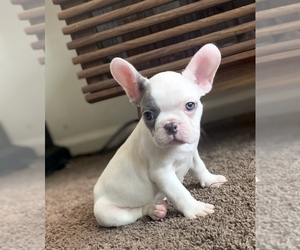 French Bulldog Puppy for sale in CHICAGO, IL, USA