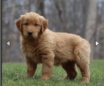 Small Golden Retriever