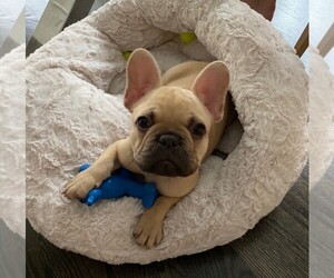 French Bulldog Puppy for sale in CHICAGO, IL, USA