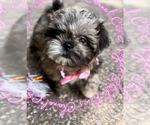 Small #4 Shih Tzu