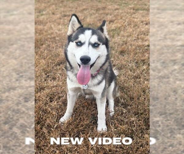 Medium Photo #1 Siberian Husky Puppy For Sale in Forestville, MD, USA