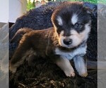 Small Photo #4 Alaskan Malamute Puppy For Sale in MIDWEST CITY, OK, USA