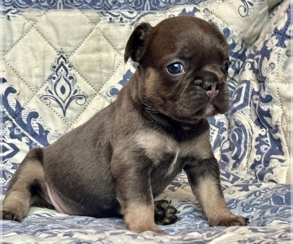 Medium Photo #1 French Bulldog Puppy For Sale in NEWTON, NJ, USA