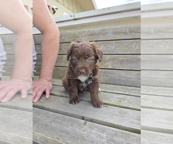 Medium Photo #1 Mutt Puppy For Sale in Pacifica, CA, USA