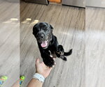 Small Labrador Retriever Mix