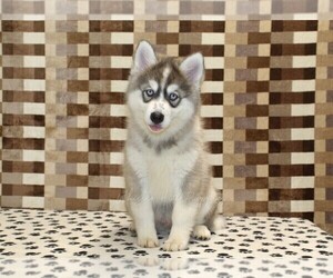 Pomsky Puppy for sale in DENVER, PA, USA