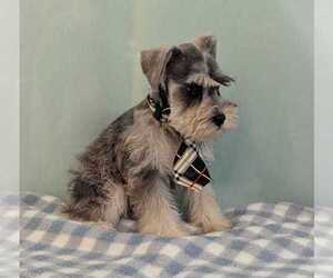 Schnauzer (Miniature) Puppy for sale in HOLLYWOOD, FL, USA
