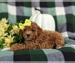 Small #2 Maltipoo