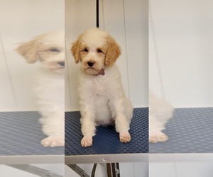 Poodle (Standard) Puppy for sale in MIDDLEBURG, FL, USA