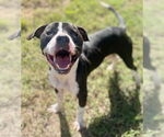 Small American Pit Bull Terrier Mix