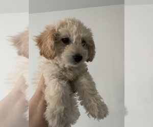 Poodle (Miniature) Puppy for sale in KENNEWICK, WA, USA