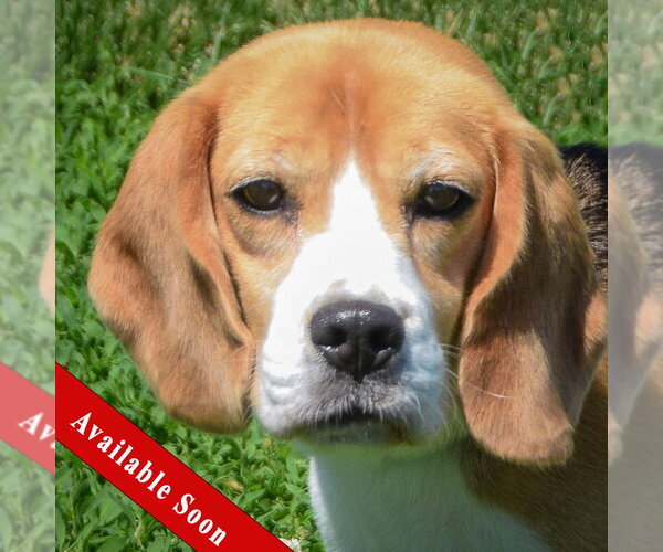 Medium Photo #1 Beagle Puppy For Sale in Huntley, IL, USA