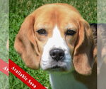 Small Beagle